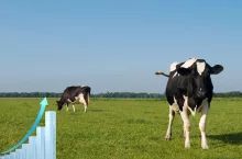 Komisja Europejska: mleka będzie więcej. Są nowe prognozy