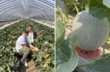 Na 3 hektarach zarabiają fortunę. Jeden melon kosztuje 110 zł
