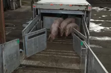 Rolnicy od kilku miesięcy mają wiele wątpliwości dotyczących zasad przemieszczania świń