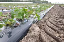 Plantacja truskawek zakładana na przyspieszony zbiór w kolejnym sezonie, w tle budowa konstrukcji tunelowych 