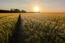 małe żniwa jęczmienia 2026