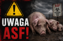ASF uwaga