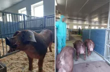 Nowa genetyka DanBred już w Polsce. Hodowcy świń mogą zyskać więcej