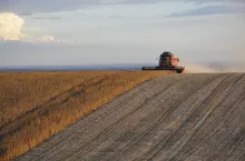 Kombajn zbierający soję na polu podczas żniw