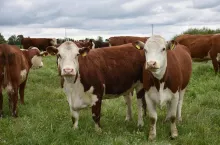 Krowy rasy hereford z linii kanadyjskiej na pastwisku
