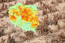 susza na polu, mapka IUNG z uprawami jarymi objętymi suszą