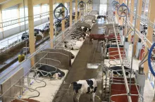 Legowiska są zaścielane trocinami, w oborze krowy mają do dyspozycji 10 czochradeł i 15 stacji żywienia. Kurtynowe ściany oraz wentylatory dbają o dobrą wentylację. 