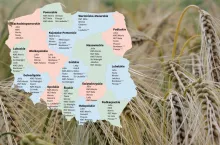 Jęczmień ozimy 2026. Sprawdź Listę Odmian Zalecanych dla swojego regionu