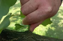 Przytnij jabłonie i grusze jeszcze latem. Owoce będą lepiej wybarwione