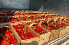 Późne truskawki oferowane na targowisku w Nowym Przybojewie