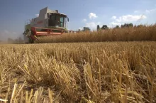 Koszony złoty jęczmień