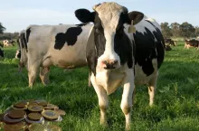 Produkcja mleka rośnie, ceny spadają. Mleczarstwo ma coraz większy problem