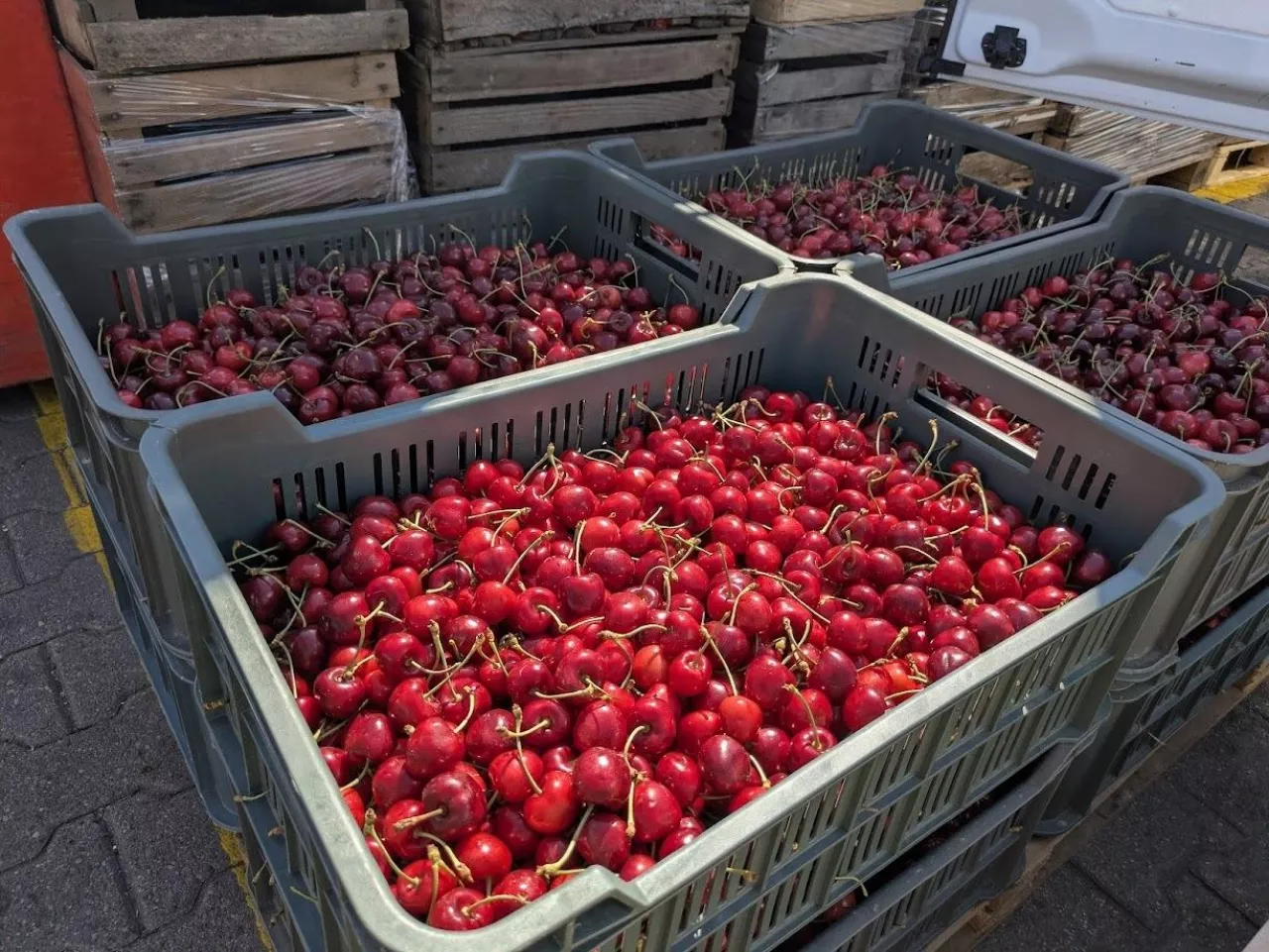 W marketach tureckie i serbskie czereśnie. Sadownik: nie mamy gdzie sprzedać towaru