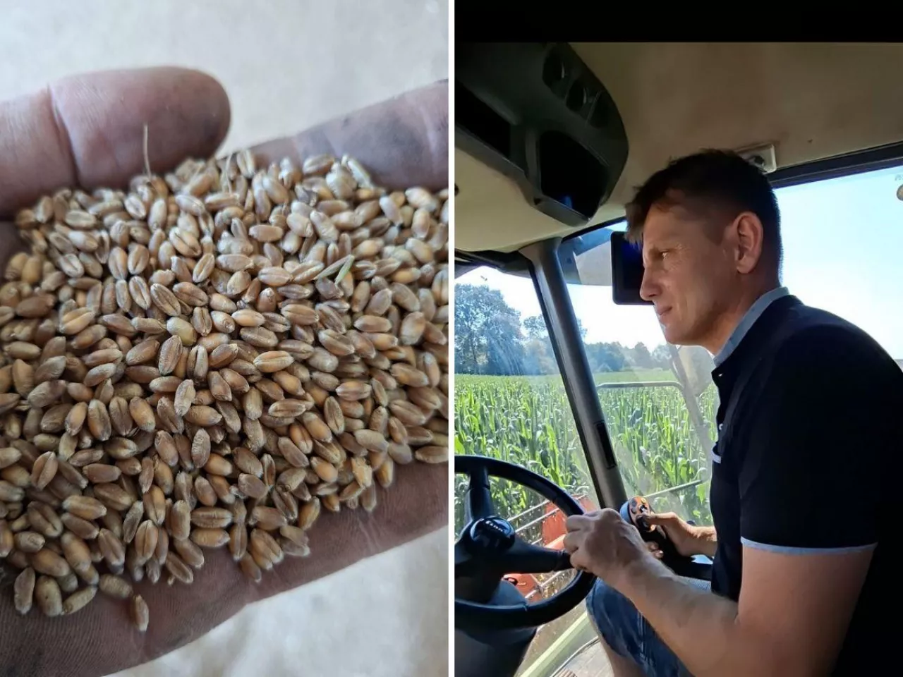 Ruszył w pszenicę jako jeden z pierwszych. ”Plon uciekł przez suszę, teraz może dobić go deszcz”