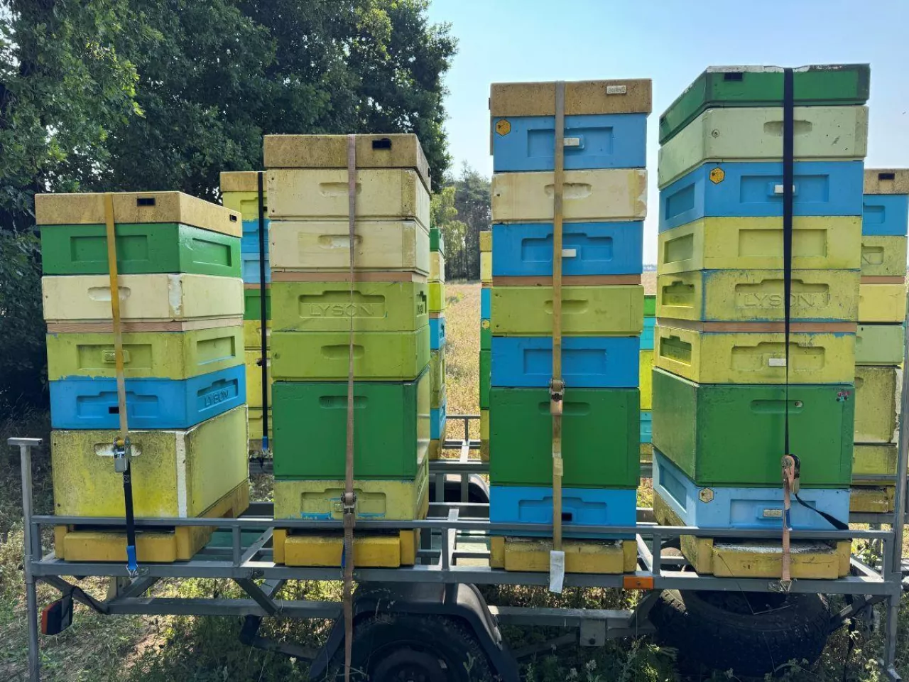 Ule z miodem faceliowym