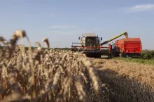 Ceny zbóż i rzepaku nadal rosną