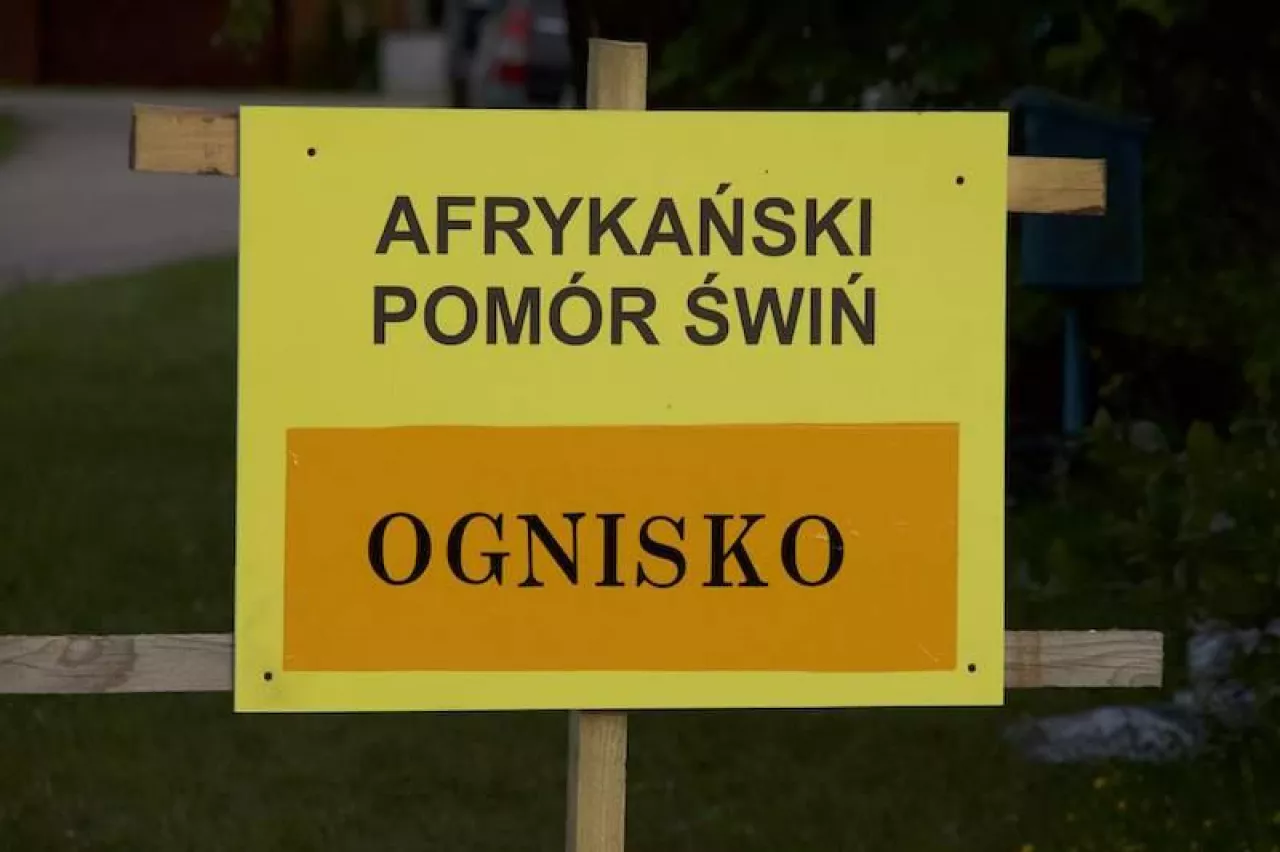 Nieoficjalnie: kolejne ognisko ASF na Kujawach. W okolicy aż 21 tys. świń