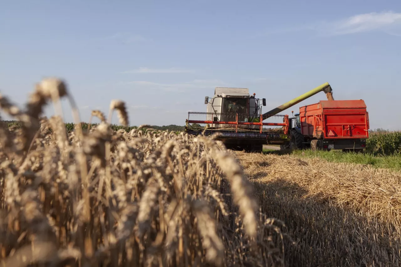 Ceny zbóż i rzepaku nadal rosną