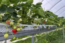 Truskawki odmiany 'Hademar' 23.05.2025