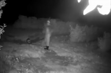 Nocna kradzież nie doszło do skutku