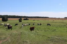Rolnicy, którzy ubiegają się o płatności dobrostanowe, nie mogą przegapić daty 31 lipca