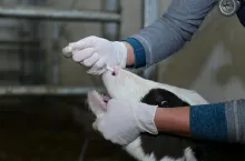 Weterynarze dostaną więcej pieniędzy. Rząd podnosi stawki nawet o 80 proc.