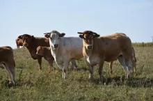 Bydło rasy mięsnej na pastwisku. W środku krowa rasy blonde d'aquitaine, która odróżnia się od rasy limousine (reszta stada) jaśniejszym umaszczeniem