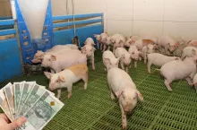 Rolnik dokłada 400 zł do każdego tucznika. Podwyżki cen nie wystarczają