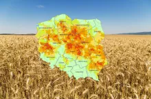 Susza obejmuje już 65 proc. gmin. Najgorzej jest ze zbożami [NOWY RAPORT IUNG]