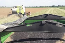 Rzepak w żniwa na przyczepach