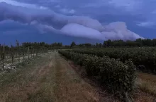 Po 20 latach rezygnuje z uprawy. ”Sezon skończył się po jednym dniu”