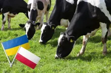 Ukraina szykuje mleczarską ofensywę. Polska może mieć poważny problem