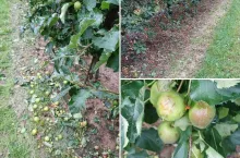 Gradobicie w sadzie Patryka Przygody woj. świętokrzyskie