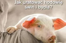Okładka TAP
