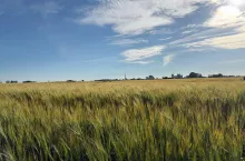 Jęczmień dojrzewający na polu