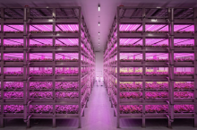 Farma pionowa