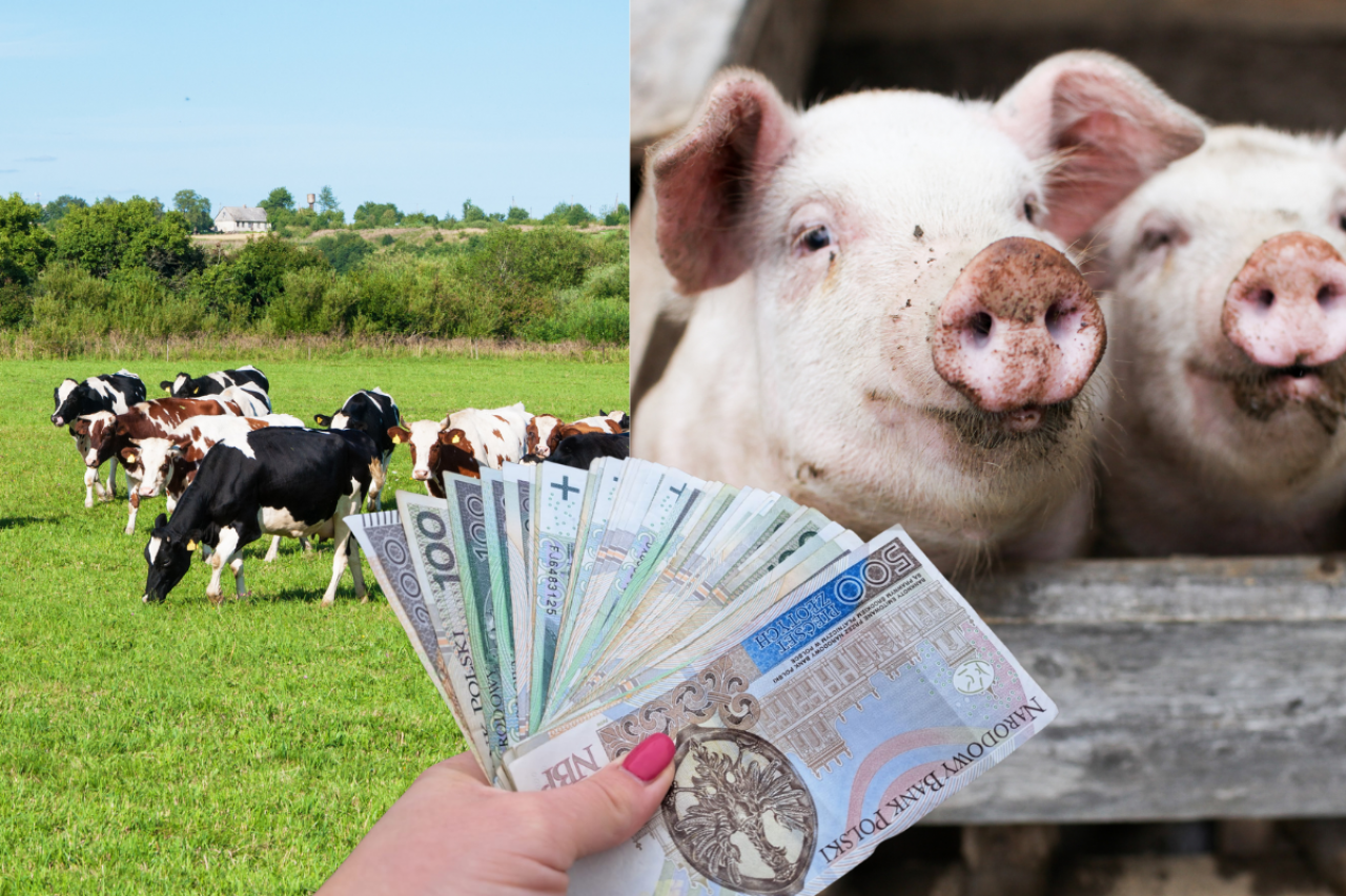 2 mln zł dla hodowców świń i bydła. Co będzie można kupić? [LISTA]