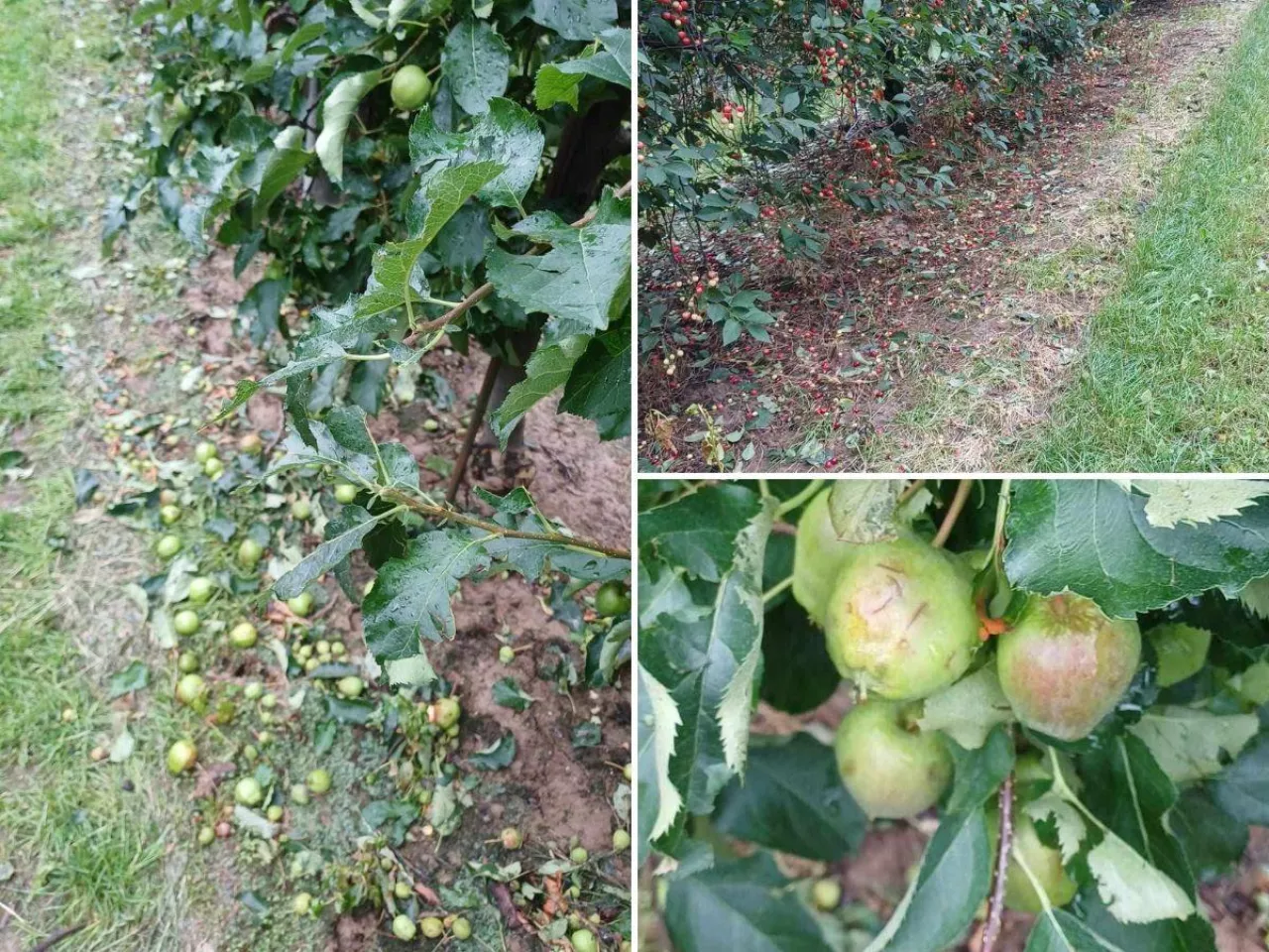 Gradobicie w sadzie Patryka Przygody woj. świętokrzyskie