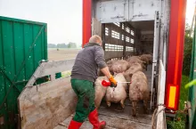 Zakłady walczą o tuczniki. Ceny świń mocno odbiły, ale rolnicy studzą emocje