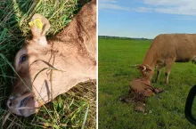 Ataki wilków na zwierzęta gospodarskie w gm. Sorkwity