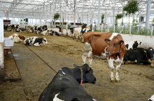Ogród Krów (niem. Kuhgarten) to obora z otwartym dachem dla około 540 krów, wyposażona w półprzezroczysty dach, nowoczesną technologię dojenia i usuwania obornika oraz elementy roślinne w centralnej części obory. Ma 140 metrów długości, 70 metrów szerokości i oferuje każdemu zwierzęciu 12 metrów kwadratowych powierzchni. Krowy zachowują się w sposób równomierny, ponieważ jest dużo światła i świeżego powietrza.