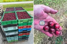 po lewej skrzynka z wiśniami, po prawej dłoń z wiśniami i monetą 5 zł