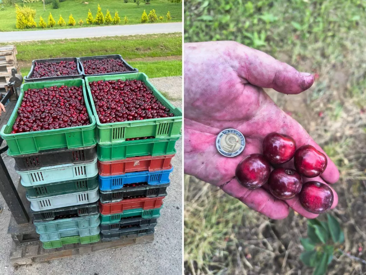 po lewej skrzynka z wiśniami, po prawej dłoń z wiśniami i monetą 5 zł