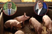 Co czeka hodowców świń do 2035 roku? Ministerstwo wskazało największe zagrożenia