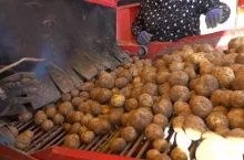 ziemniaki, uprawa ziemniaka