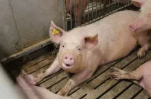 Tucznik leży na podłodze chlewni, gdzie zwierzęta są utrzymywane na rusztach