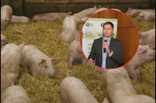 Polscy hodowcy świń należą do najlepszych w Europie. Dlaczego wciąż przegrywają?