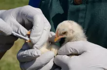 Badanie drobiu na obecność grypy ptaków. Osoba w rękawiczkach pobiera próbkę z dzioba pisklęcia za pomocą wymazówki.