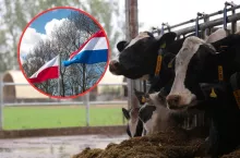 bydło mleczne, po lewej flaga Polski i Holandii