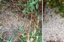 zniszczone przez grad uprawy rolnika